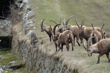 Herd of Alpine Ibex in the Mountains near Pontresina, Switzerland