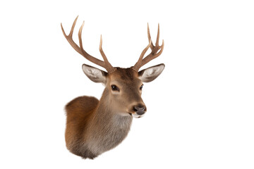  majestic deer head with impressive antlers set isolated on white background