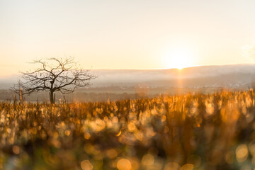 Goldener Sonnenaufgang – wärmendes Licht am Morgenhimmel aufgenommen in Neu-Anspach im...