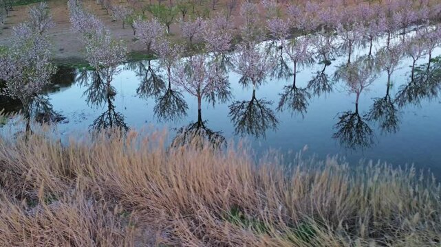 ALMENDROS EN FLOR ENCHARCADOS