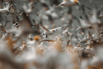 Sula bassana in flight, wildlife 