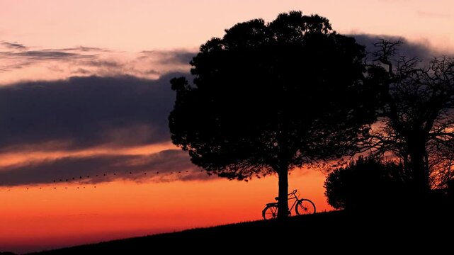 BANDADA DE GRULLAS AL ATARDECER