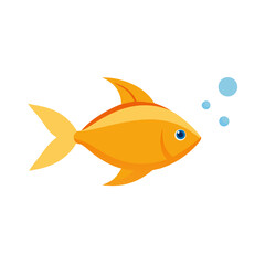 gold fish isolated on white background