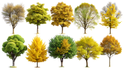 Collection of Deciduous Trees in Various Stages of Autumn on Transparent Background