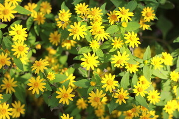 A vibrant collection of various flower species blooming in a botanical garden, beautifully arranged...