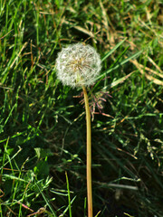 Flor diente de león