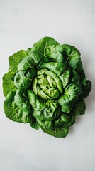 Fresh Whole Green Lettuce Leaves on White Background for Healthy Eating Concept