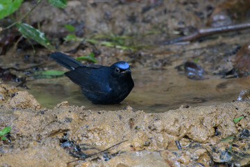 white-tailed robin or Myiomela leucura seen in Karimganj, Assam, India