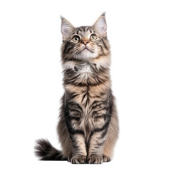 Majestic maine coon cat with striking tabby markings sitting alertly and looking upwards isolated on transparent background