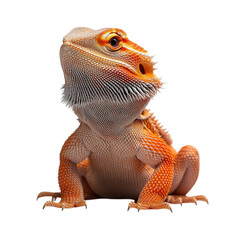 Detailed close up of a vibrant orange bearded dragon lizard with spiky scales and a prominent frill isolated on transparent background
