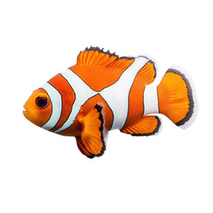 Vibrant orange and white striped clownfish swimming gracefully isolated on transparent background