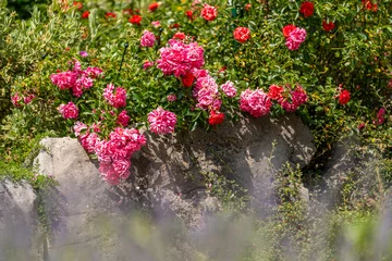 Fotobehang Lavendel Roses sauvages en fleurs et lavande dans un jardin provençal  © Jeremi MARIE