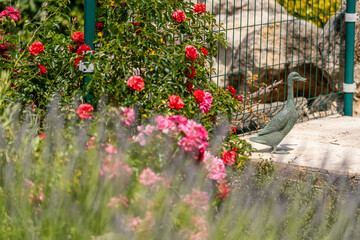 Statue de jardin entre rosiers en fleurs et lavande floue au premier plan