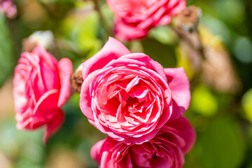 Gros plan de roses anglaises roses en pleine floraison dans un jardin estival