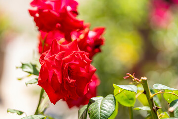 Roses rouges éclatantes en pleine floraison avec feuillage vert vif