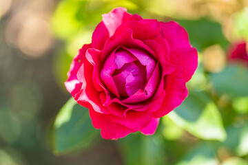 Gros plan d'une rose rose foncé en pleine floraison dans un jardin, avec lumière naturelle et fond flou