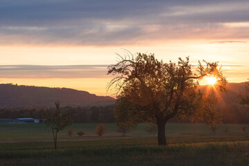 Goldener Sonnenaufgang – wärmendes Licht am Morgenhimmel aufgenommen in Neu-Anspach im...