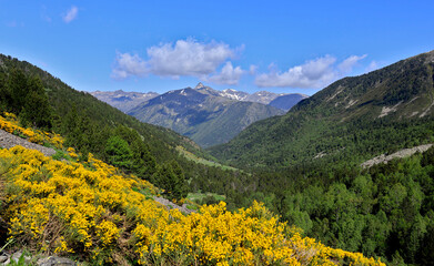 alpine meadow with yellow flowers