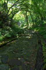鳥取県の大山隠岐国立公園にある大神山神社参道
