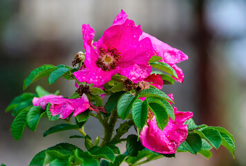 Bright pink flowers bloom on a bush surrounded by vibrant green leaves in a natural outdoor setting