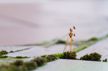 Close-Up of Moss, Sporophytes and little plants Growing on a Tile Surface, presenting nature’s...