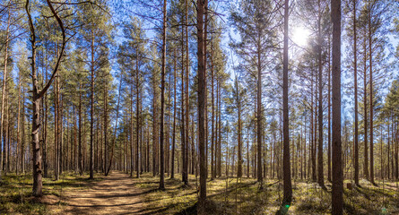 Panoramic view of geometric pine forest with perfectly straight trunks creating patterns, backlit...