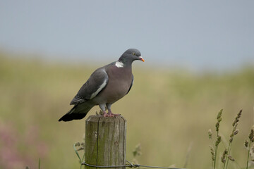 Wood pigeon columba palumbus, perched on a wooden post, green diffused background