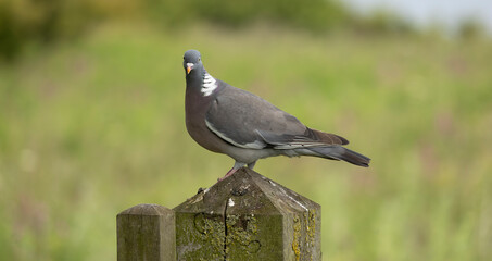 Wood pigeon columba palumbus, perched on a wooden post, green diffused background