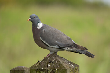 Wood pigeon columba palumbus, perched on a wooden post, green diffused background