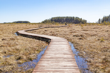 Wooden boardwalk trail winding across the wetland in Sestroretsk ecological park near Saint Petersburg, Russia. Sunny spring day with clear blue sky.

