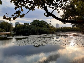 Urban lake with floating water lilies at sunset, city skyline in background