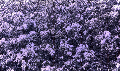 Snow-covered evergreen trees in a serene winter landscape at dusk