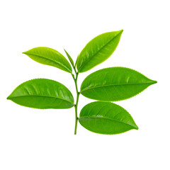  High-Quality PNG green tea leaves on white background 