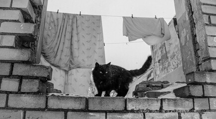 Stray cat explores the remnants of a forgotten building during a snowy winter day