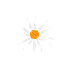 yellow flowers blooming without background