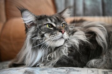 Maine Coon, a beautiful and large domestic animal. Photo 12.