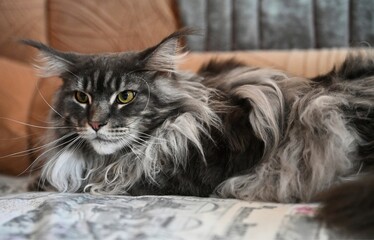Maine Coon, a beautiful and large domestic animal. Photo 11.