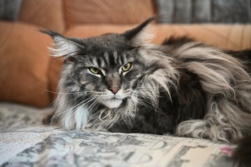 Maine Coon, a beautiful and large domestic animal. Photo 9.