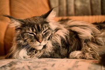 Maine Coon, a beautiful and large domestic animal. Photo 8.