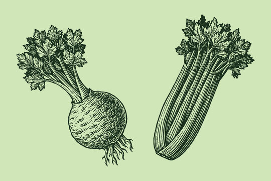 Celery root and stalk vintage engraving style vector illustration