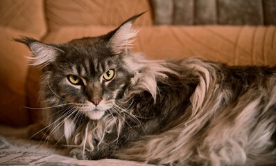 Maine Coon, a large domestic cat. Photo 2.