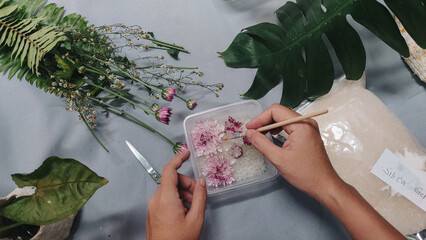 Hands arranging chrysanthemum flowers in a container with silica gel in the process of drying and...