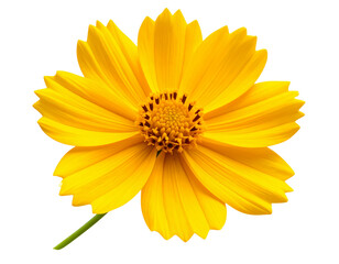 &ldquo;Single Yellow Coreopsis Flower in Realistic Botanical Illustration, Transparent Background&rdquo;