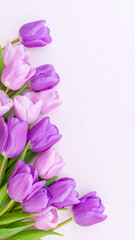 Obraz premium Vibrant Purple and Soft Lilac Tulips on a Pale Pink Background