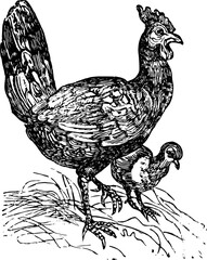 Vintage Farm Animals clipart, farmyard animal Illustrations, clipart for farmers, farm line drawings