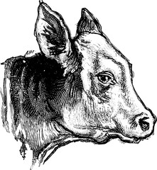 Vintage Farm Animals clipart, farmyard animal Illustrations, clipart for farmers, farm line drawings