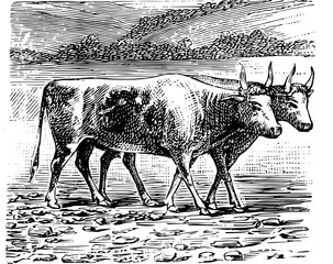 Vintage Farm Animals clipart, farmyard animal Illustrations, clipart for farmers, farm line drawings