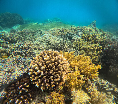 Colorful Porites furcata or branched finger coral among other kinds of coral thriving in the deep blue sea water in a marine reserved of Apo Island in Dauin Negros Oriental, Philippines