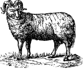 Vintage Farm Animals clipart, farmyard animal Illustrations, clipart for farmers, farm line drawings