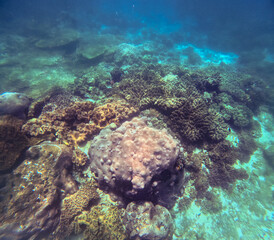 Underwater scene of a vibrant coral reef in a clear blue water off the coast of Apo Island in Dauin Negros Oriental, Philippines